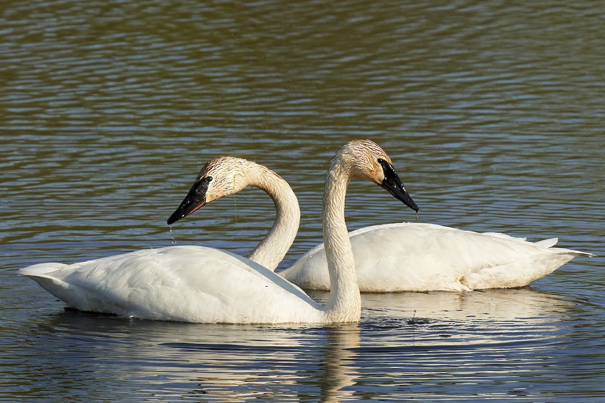 Trumpeter Swan - mark druziak