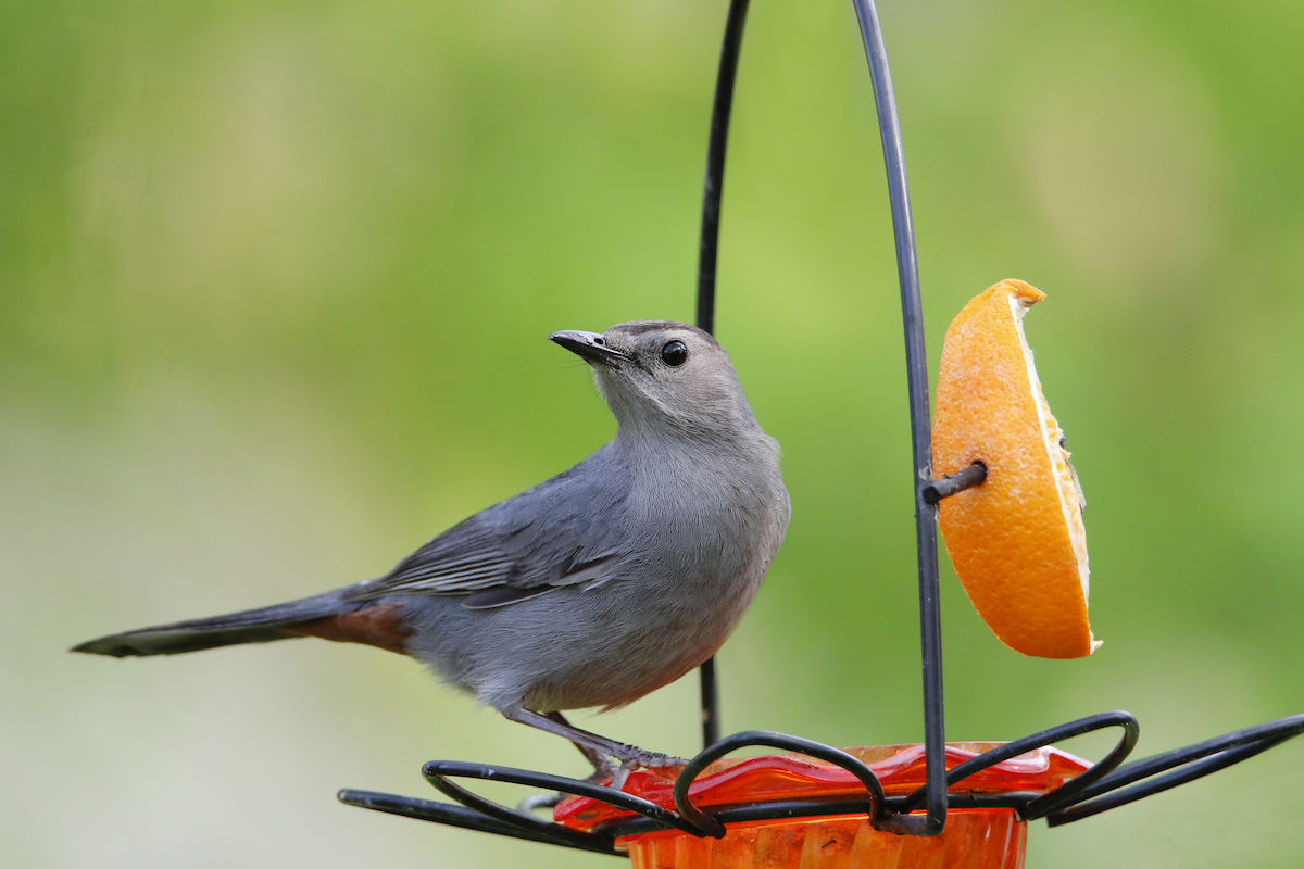 Gray Catbird - ML570200901