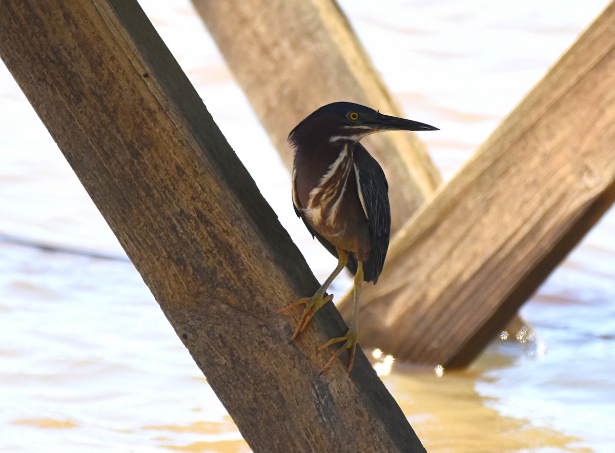 Green Heron - Glenn Wyatt