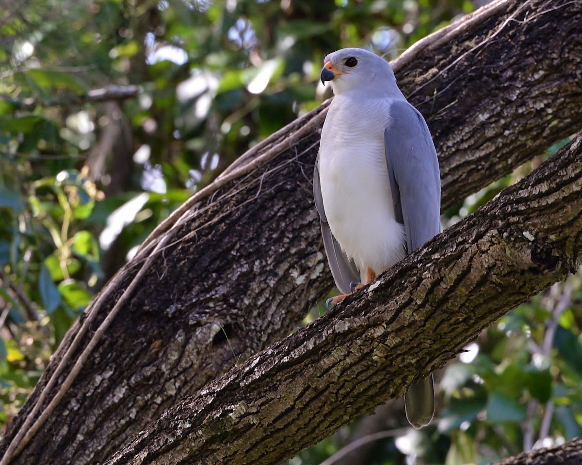 Gray Goshawk - ML570203951