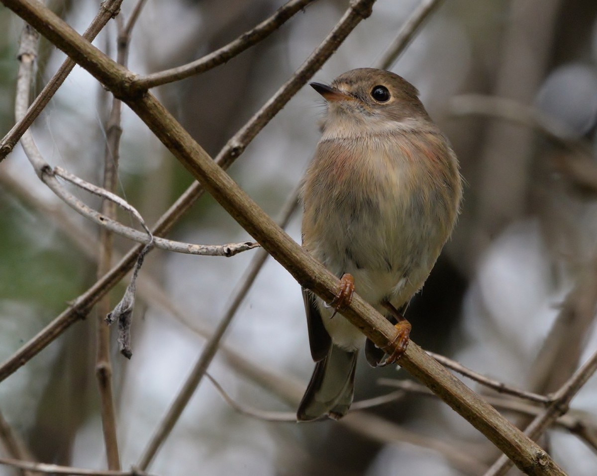 Petroica Rosada - ML570204021