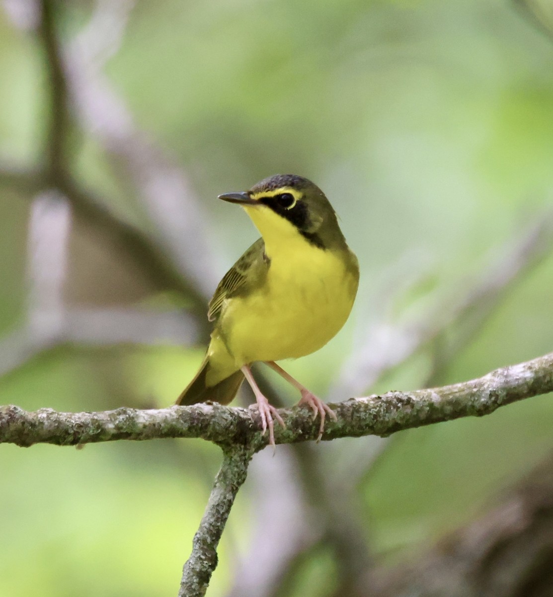 Kentucky Warbler - Cheryl Rosenfeld