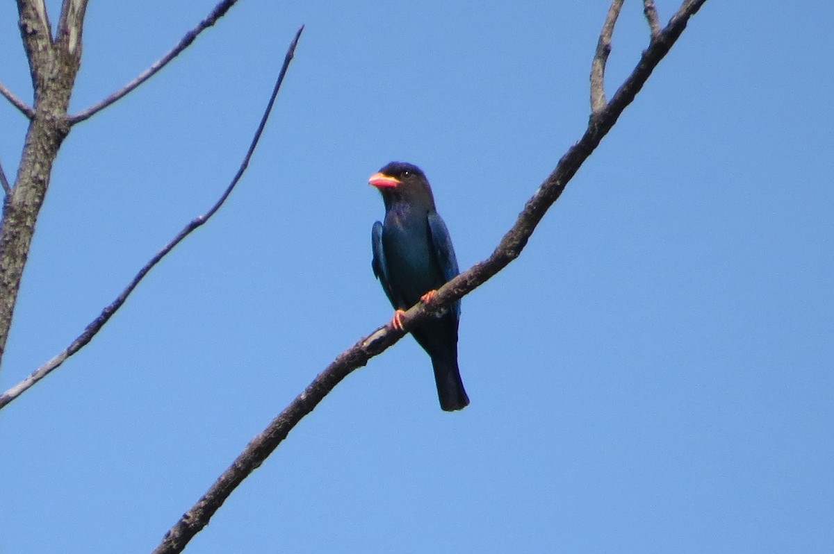 Dollarbird - ML570205041