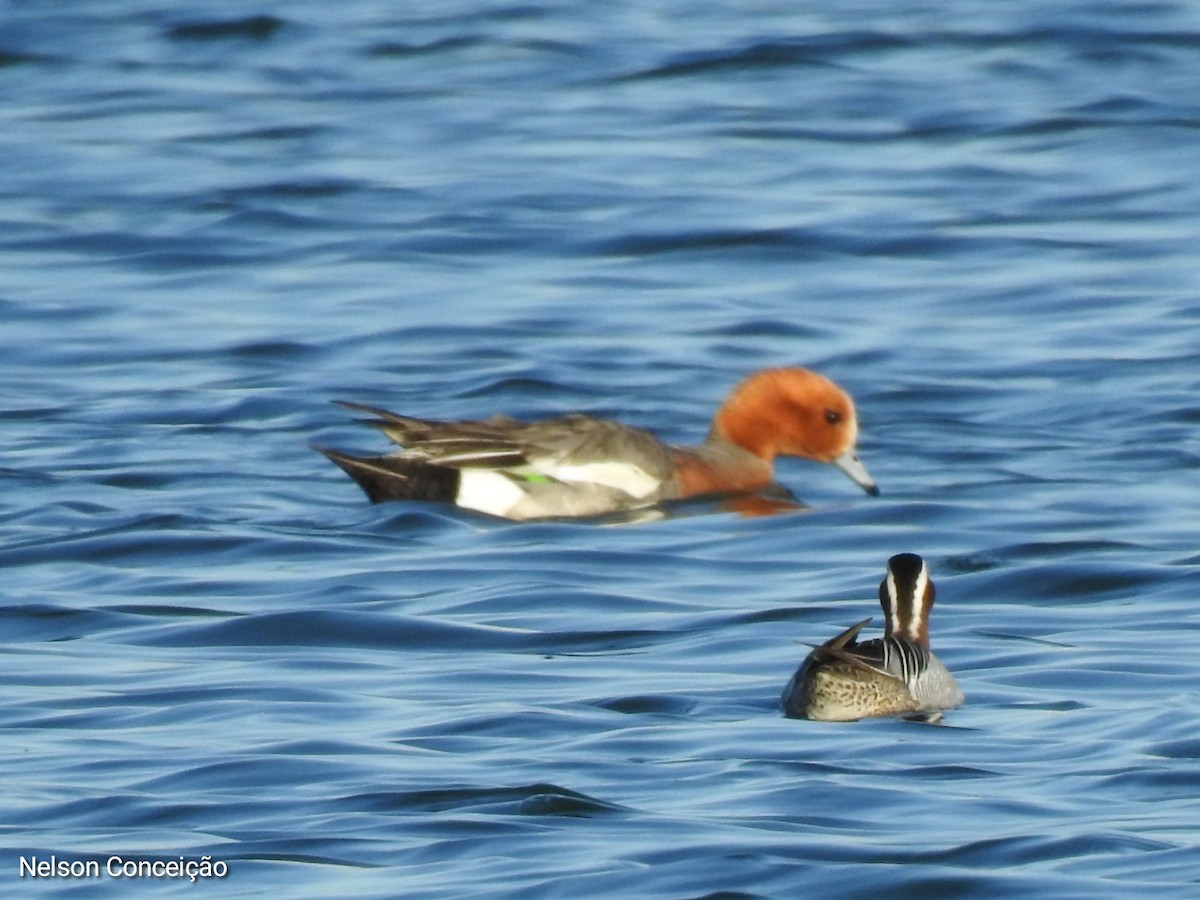 Eurasian Wigeon - Nelson Conceição