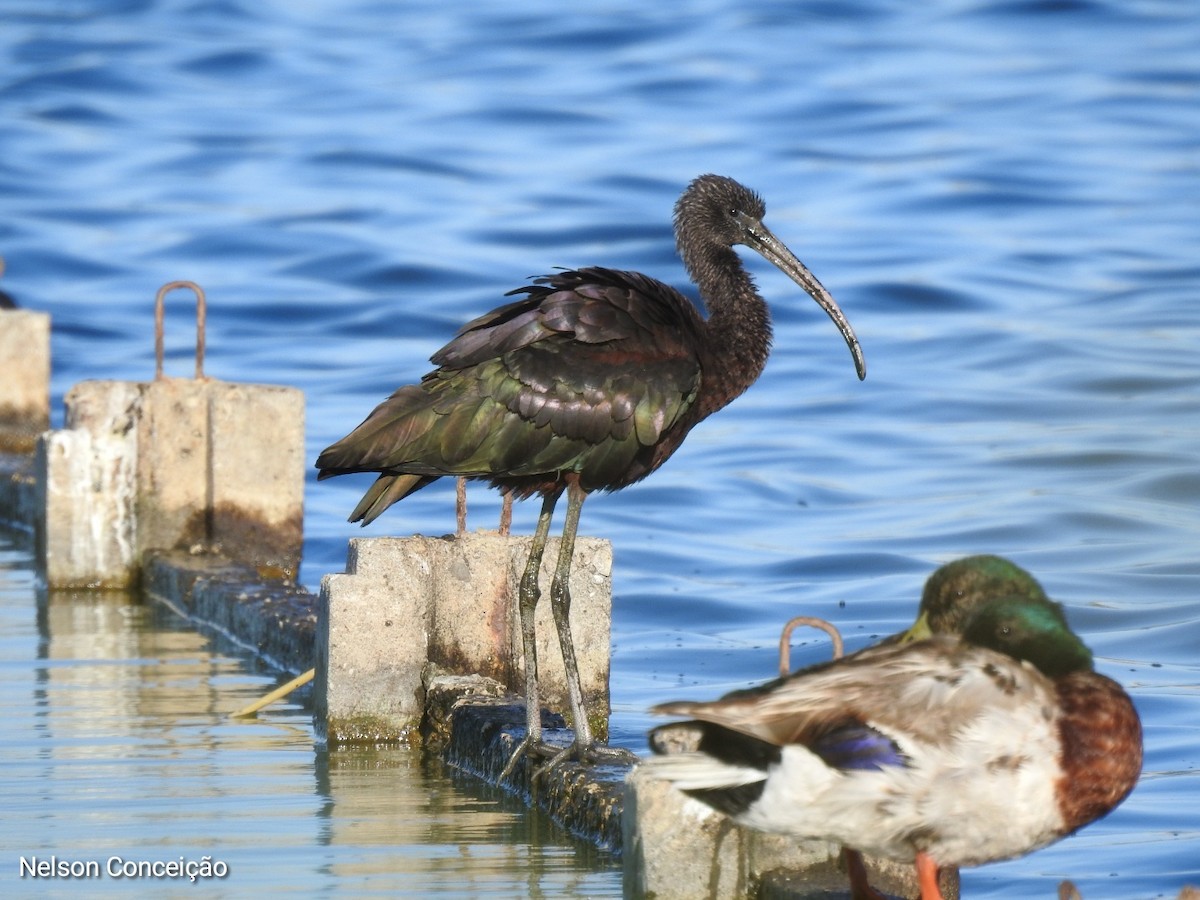 Glossy Ibis - ML570205831