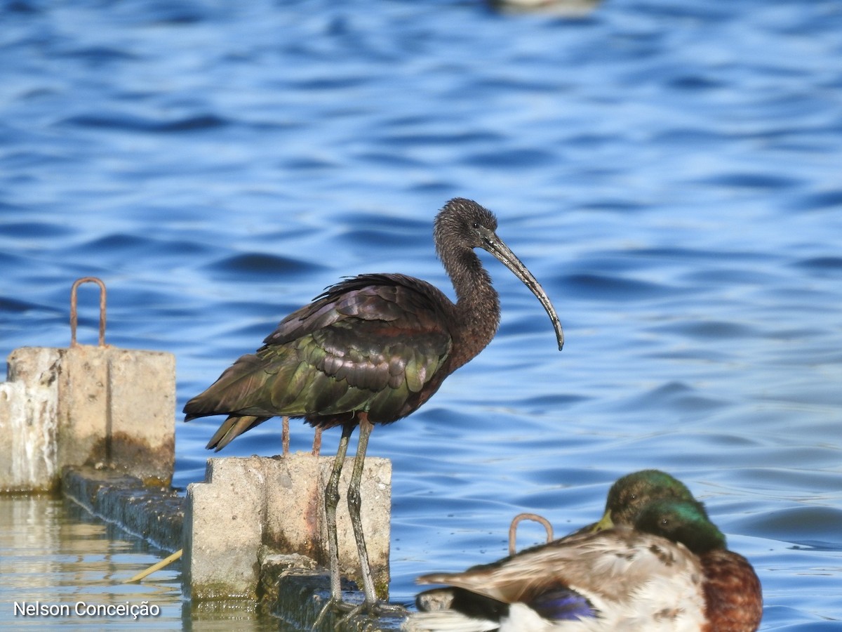 Glossy Ibis - ML570205841