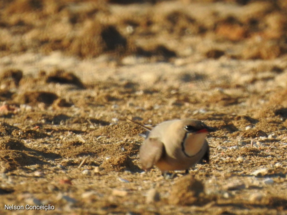 Collared Pratincole - ML570206021