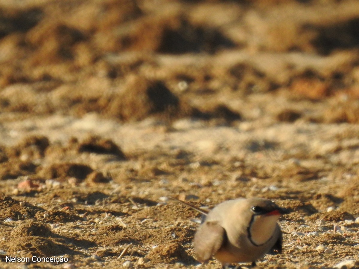 Collared Pratincole - ML570206031