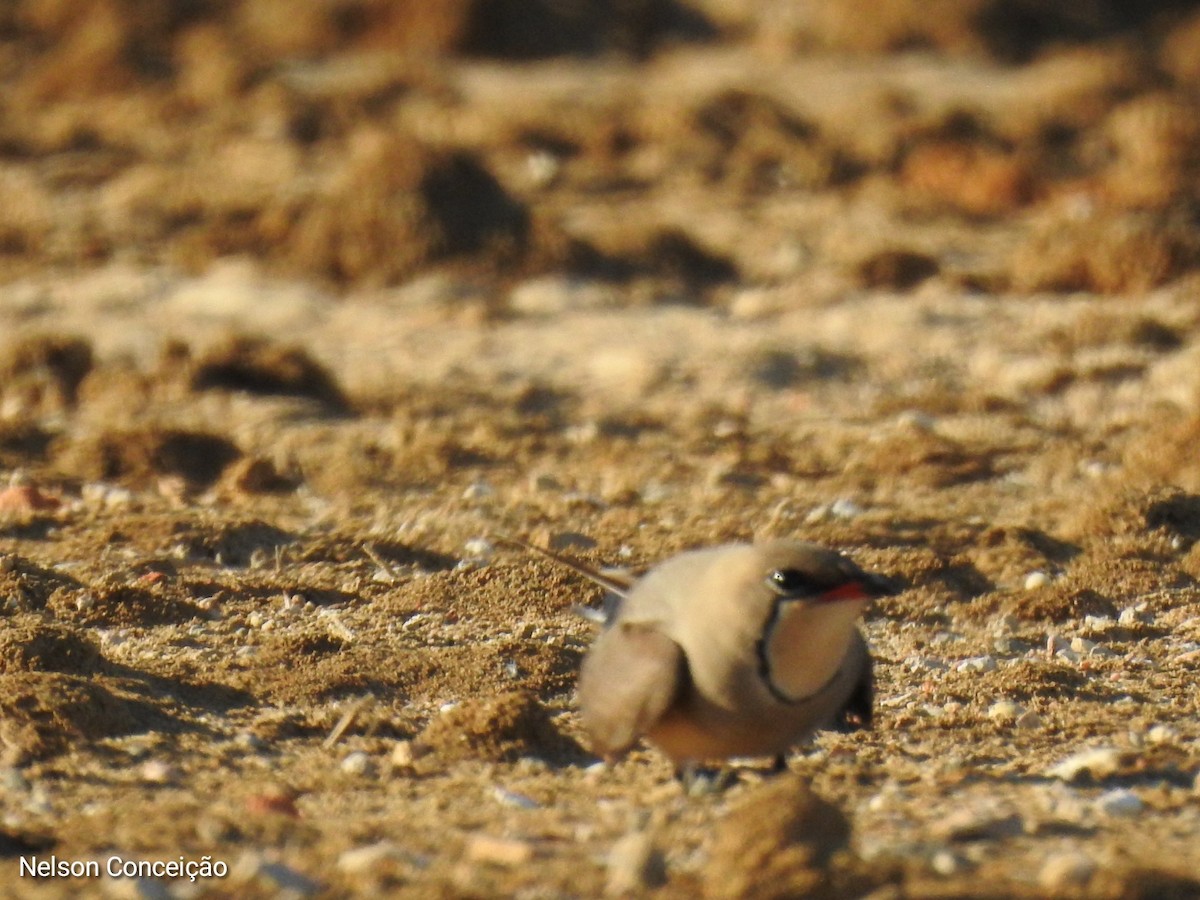 Collared Pratincole - ML570206051