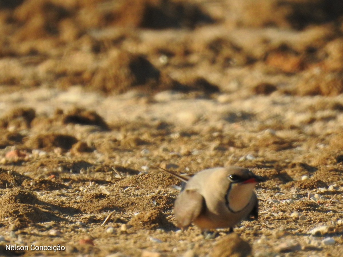 Collared Pratincole - ML570206061