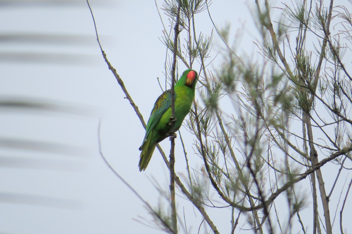 Blue-naped Parrot - ML570206401