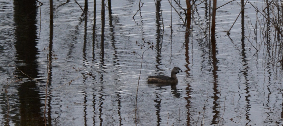 Pied-billed Grebe - ML57020681