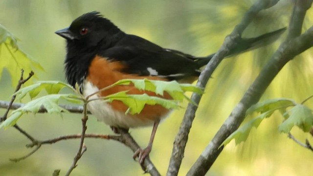 Eastern Towhee - ML570208871