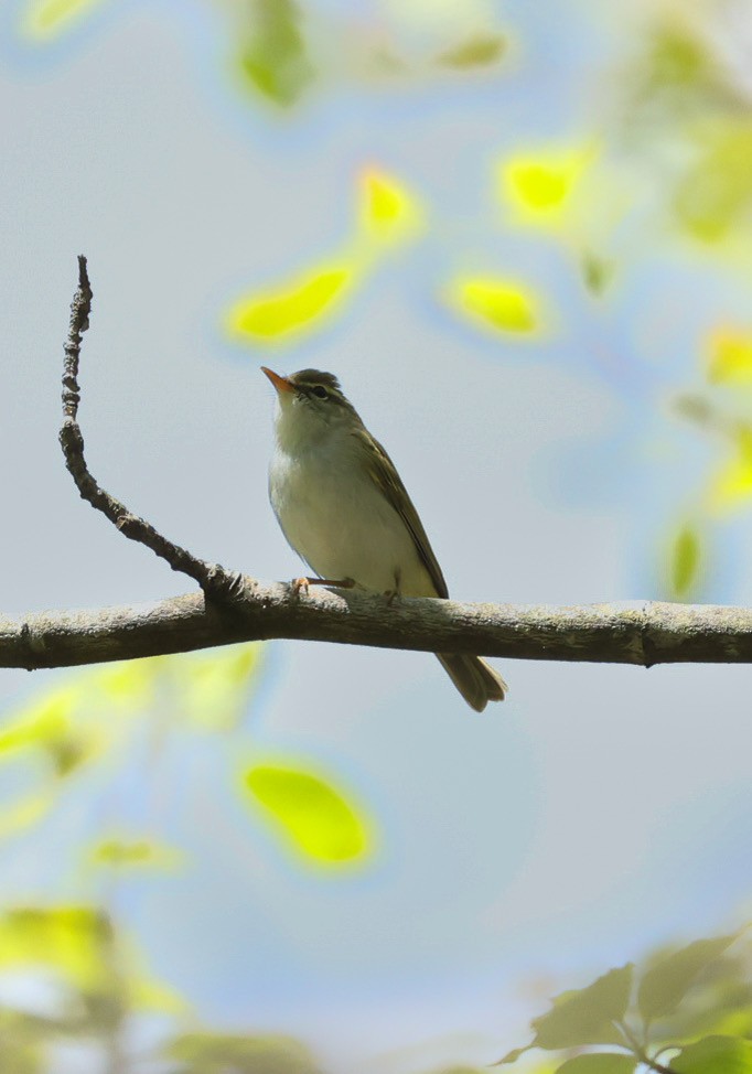 Eastern Crowned Warbler - ML570209641