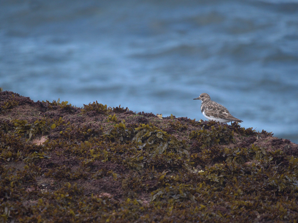 Ruddy Turnstone - Matthew Egan