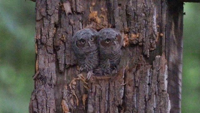 Eastern Screech-Owl - ML570210231