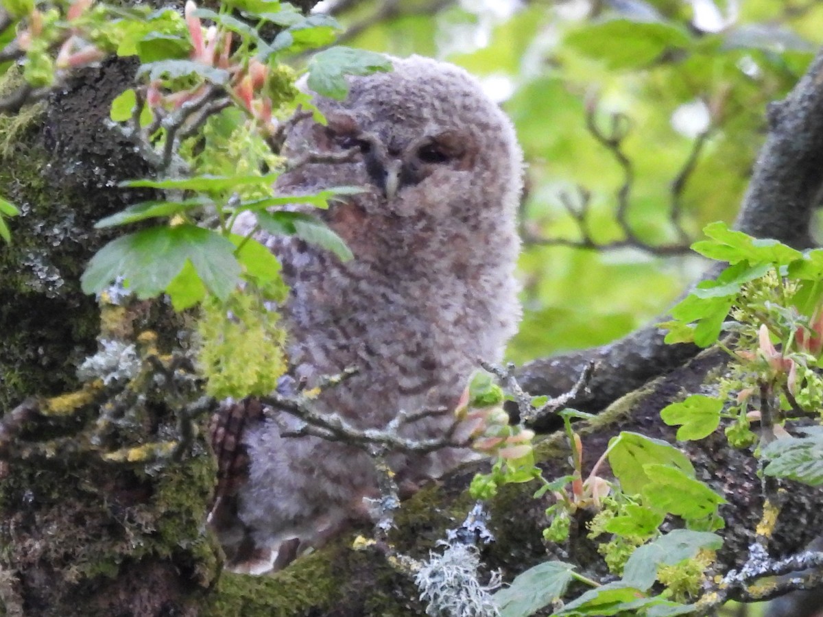 Tawny Owl - ML570210571