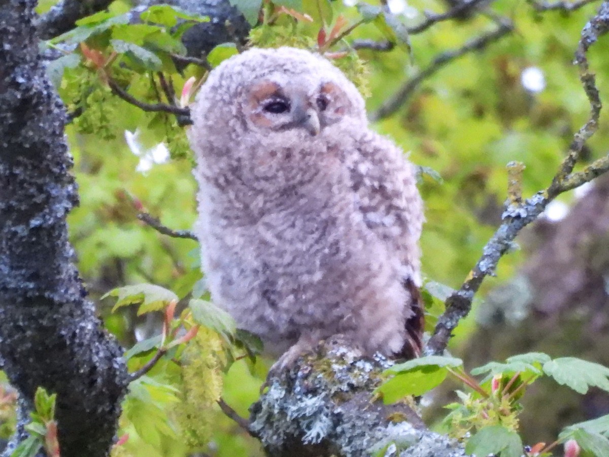 Tawny Owl - ML570210581