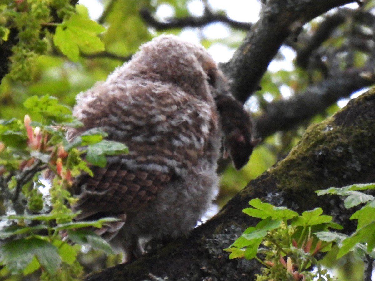 Tawny Owl - ML570210591