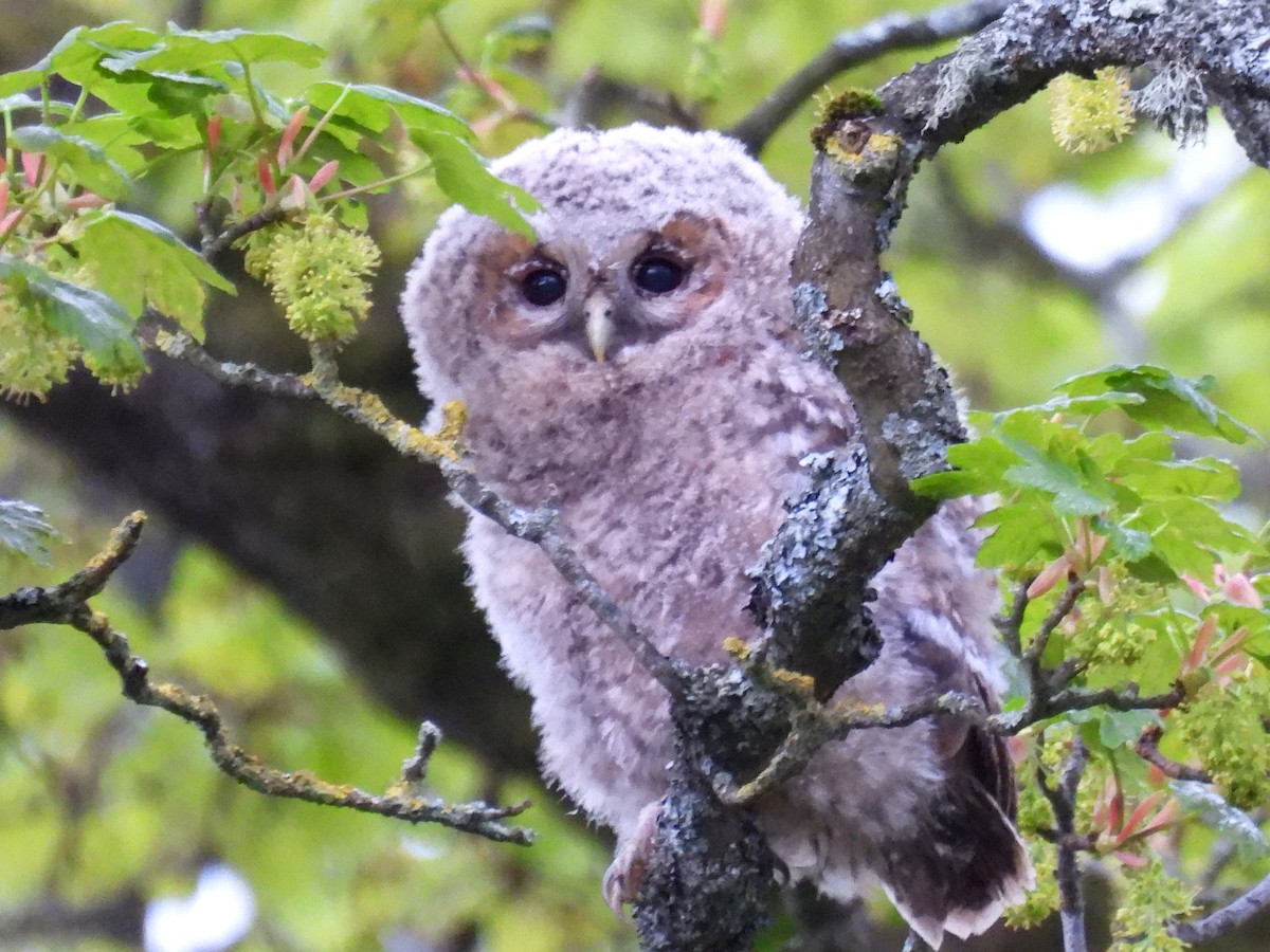 Tawny Owl - ML570210601