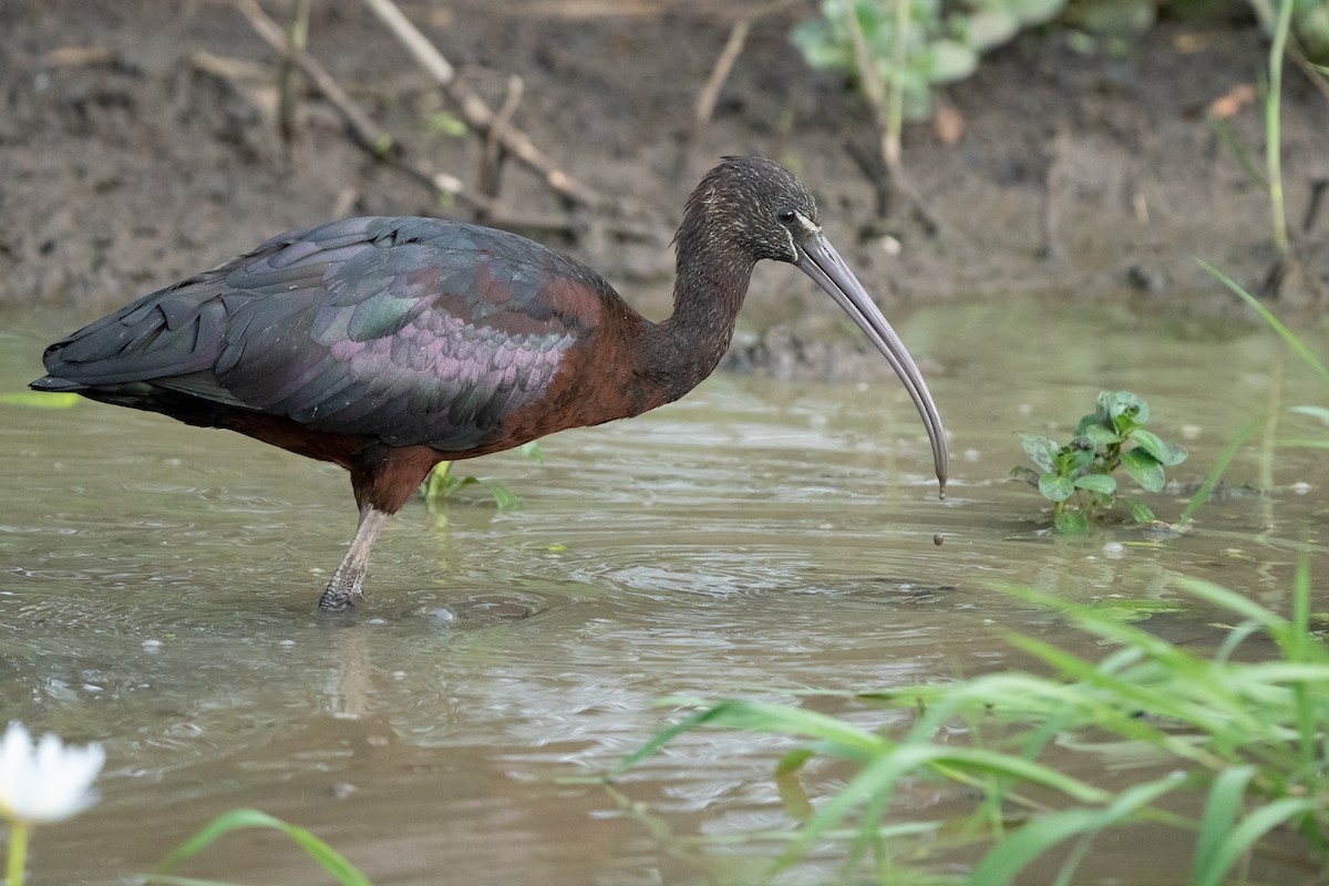 Glossy Ibis - Matthew Egan