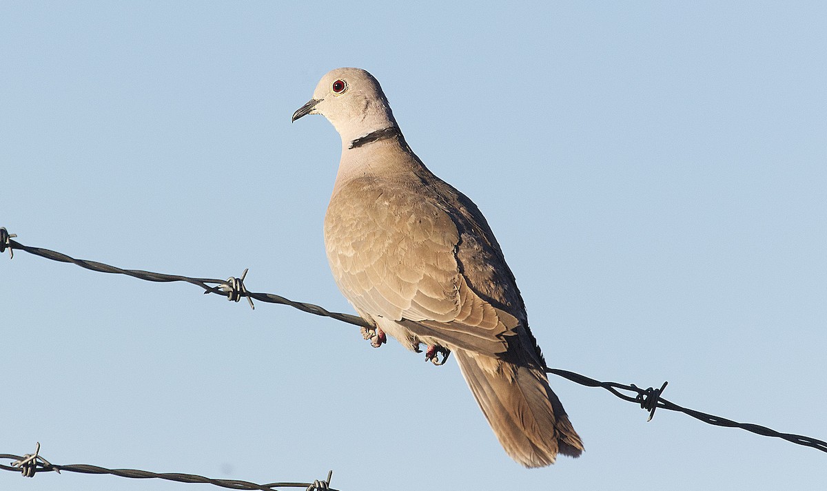 Eurasian Collared-Dove - ML570210991