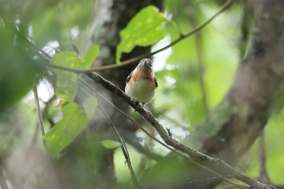 Bay-breasted Warbler - John Keegan