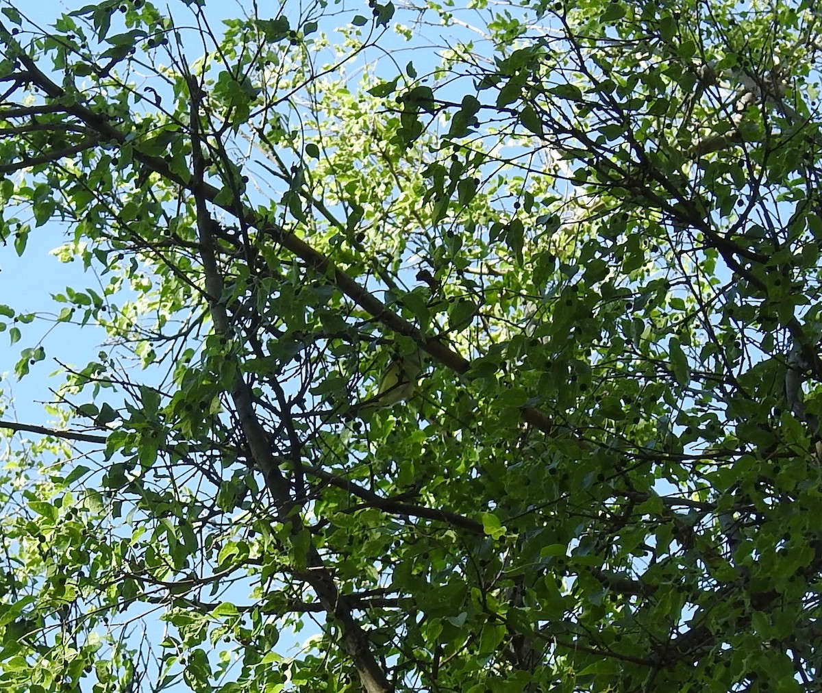 White-eyed Vireo - ML57021111