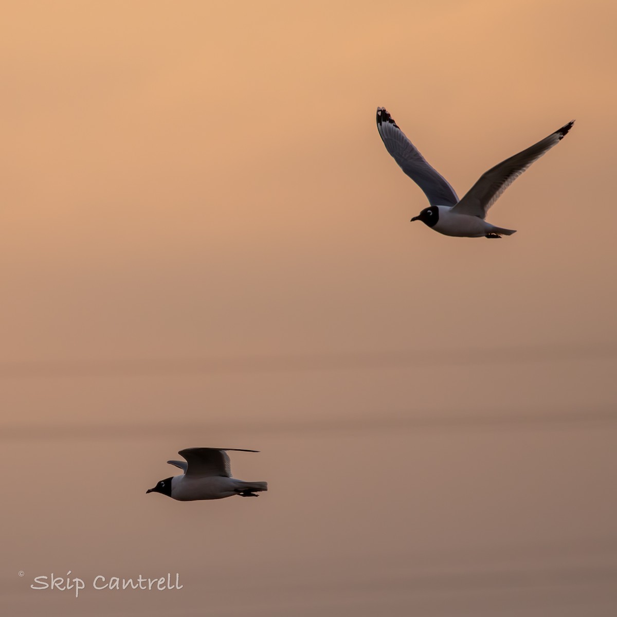 Mouette de Franklin - ML570212691