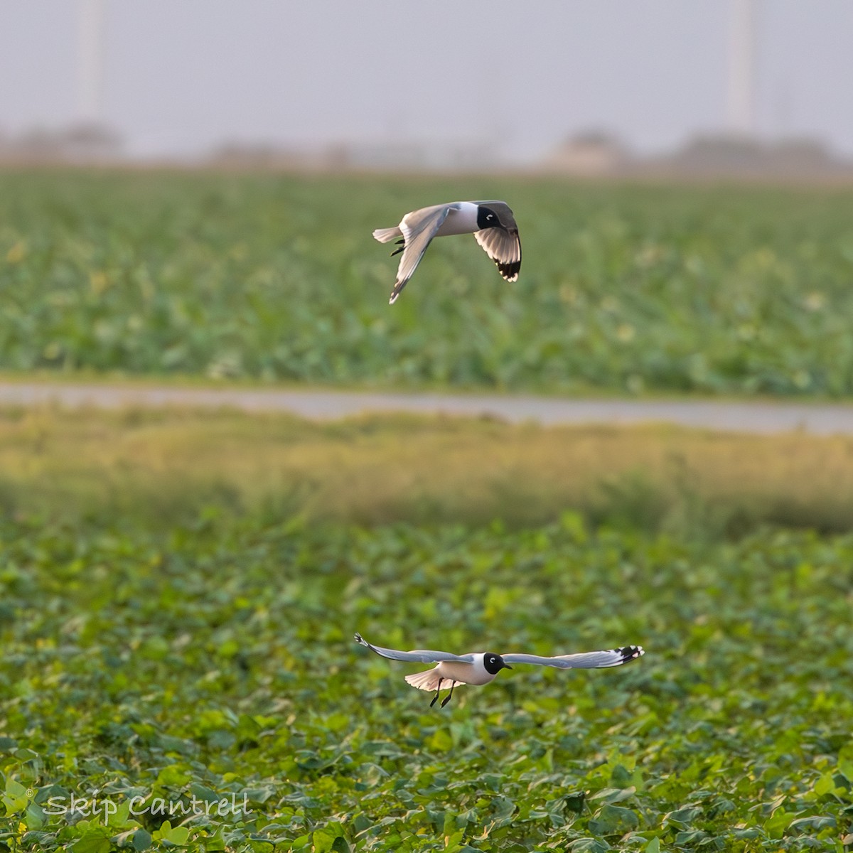 Franklin's Gull - ML570212701