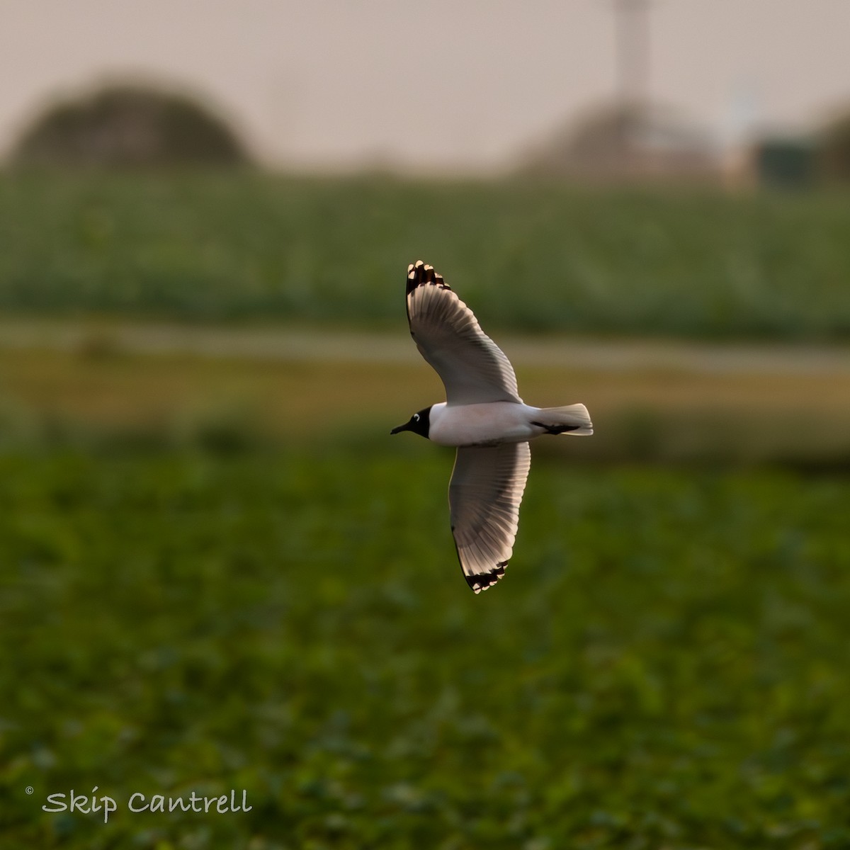 Franklin's Gull - ML570212711