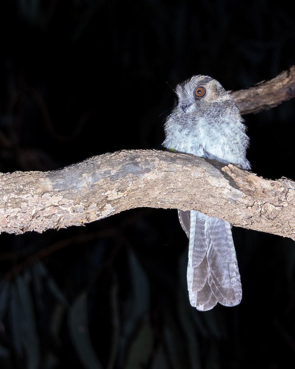 Australian Owlet-nightjar - ML570212821