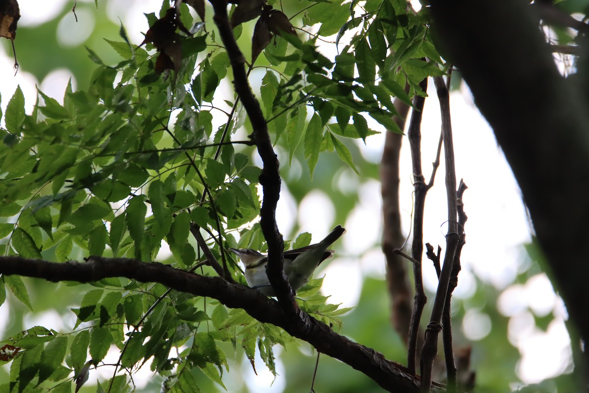 Red-eyed Vireo - ML570213141