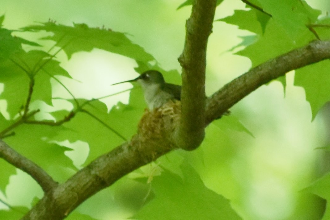 Ruby-throated Hummingbird - ML570213751