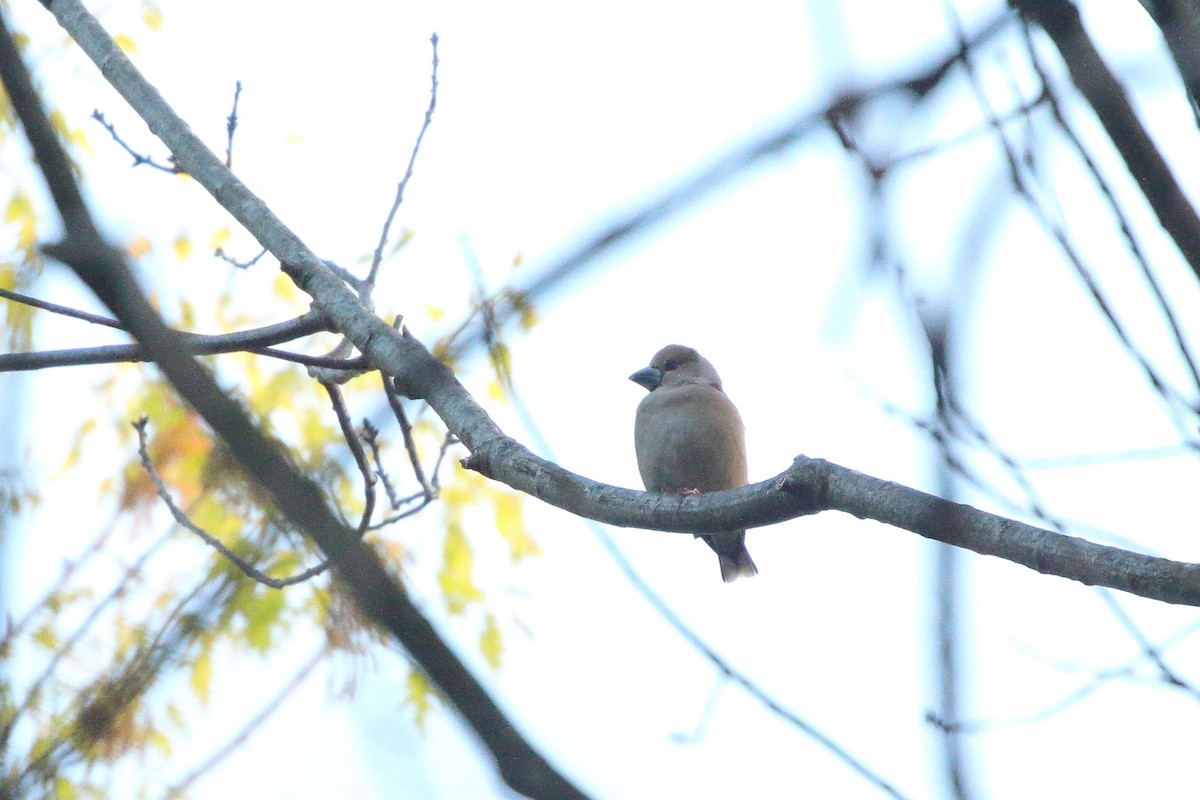 Hawfinch - ML570214661