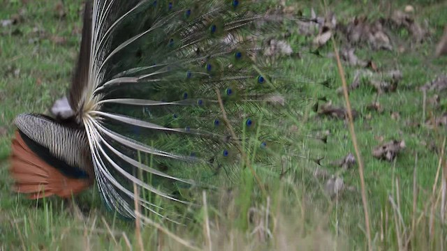 藍孔雀 - ML570214901