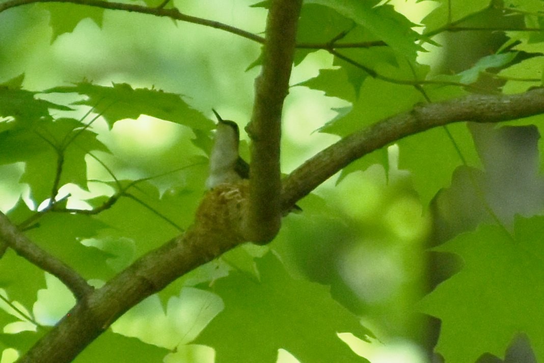 Yakut Boğazlı Kolibri - ML570214961