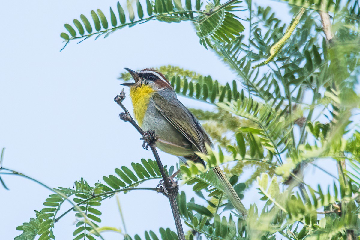 Rufous-capped Warbler - ML570215531
