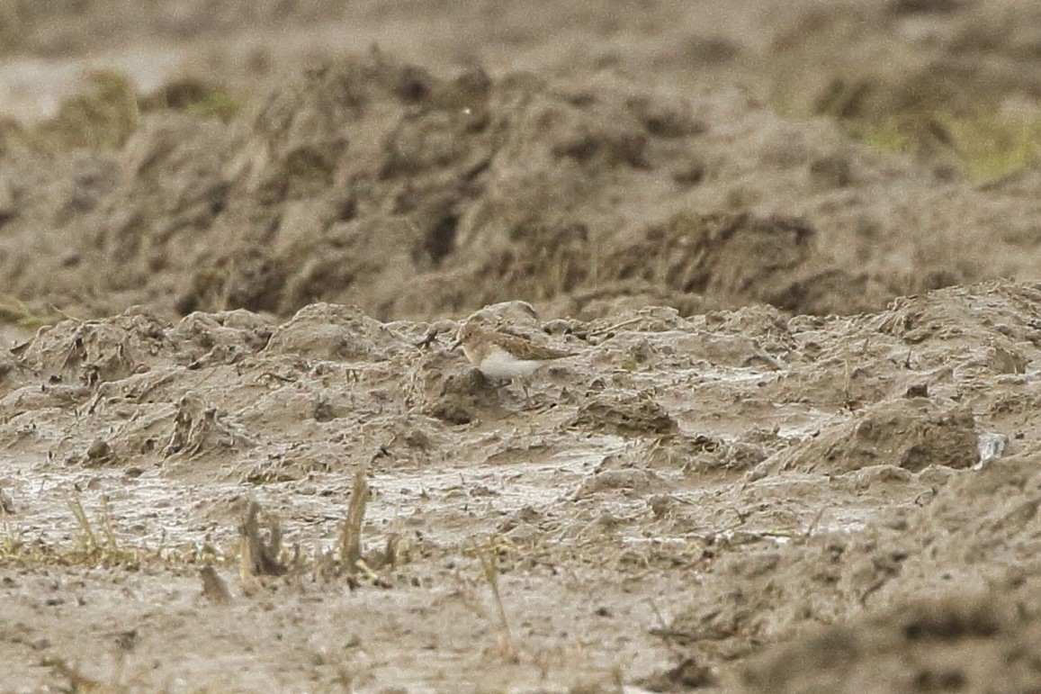 Temminck's Stint - Simon Feys