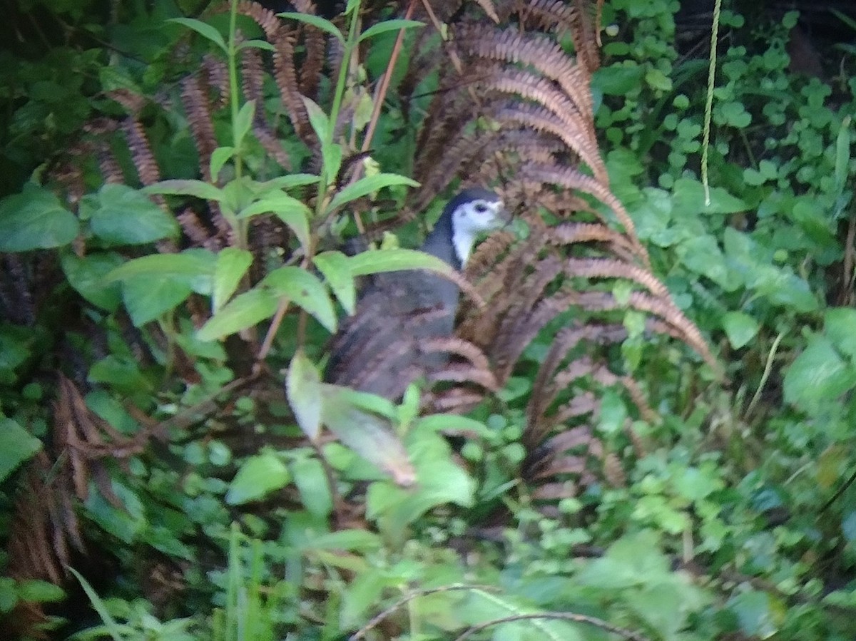 White-breasted Waterhen - ML570216811