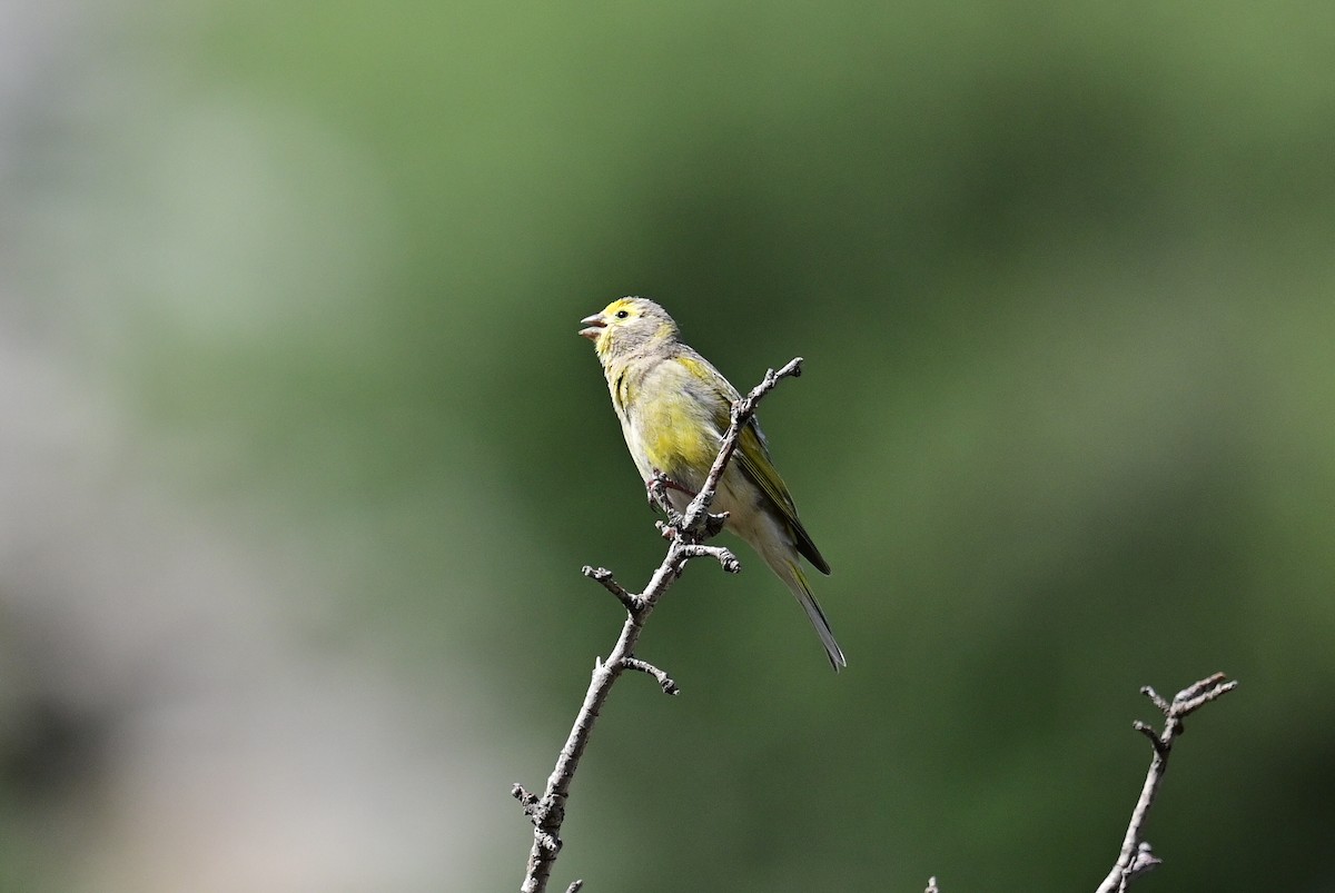 Syrian Serin - ML570216961