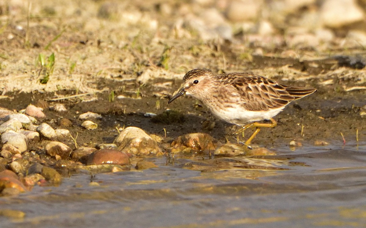 Least Sandpiper - ML570217921