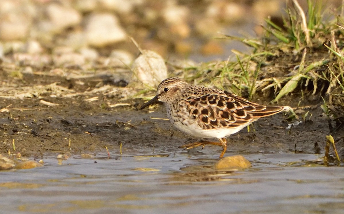 Least Sandpiper - ML570217961