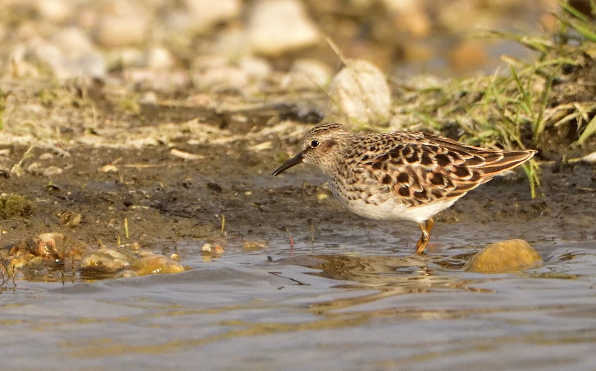 Least Sandpiper - ML570218011