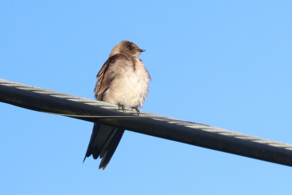 Northern Rough-winged Swallow - ML570218811