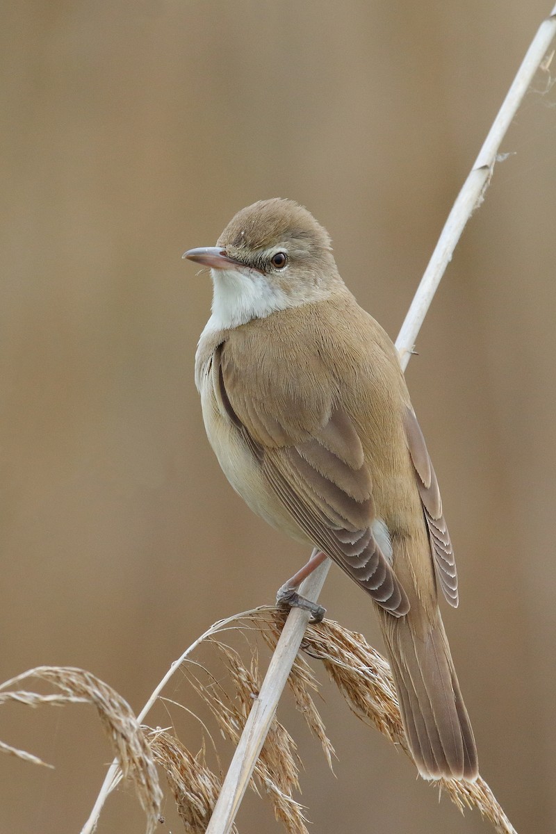 Great Reed Warbler - ML570220341