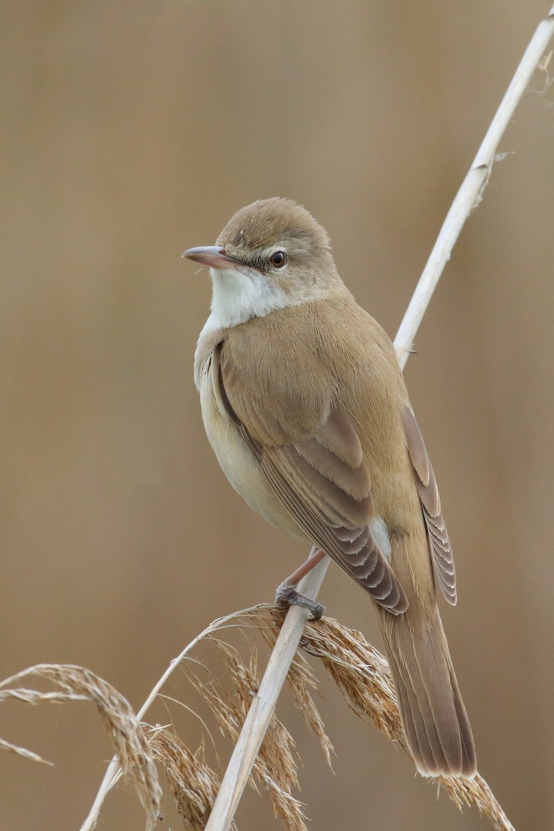 Great Reed Warbler - Thanasis Tsafonis