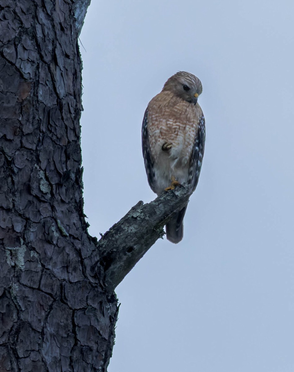 Red-shouldered Hawk - ML570220561