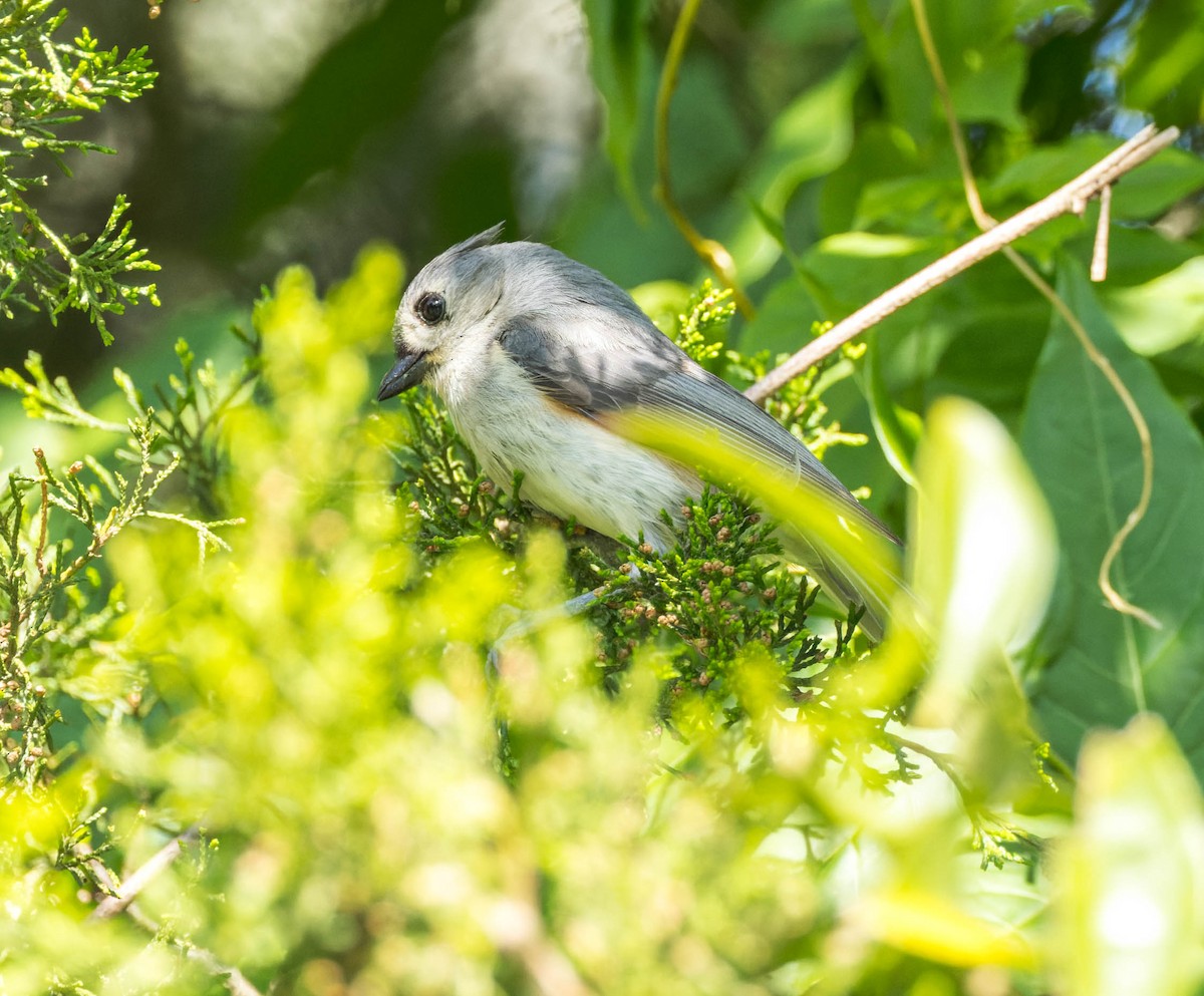 Tufted Titmouse - ML570220641