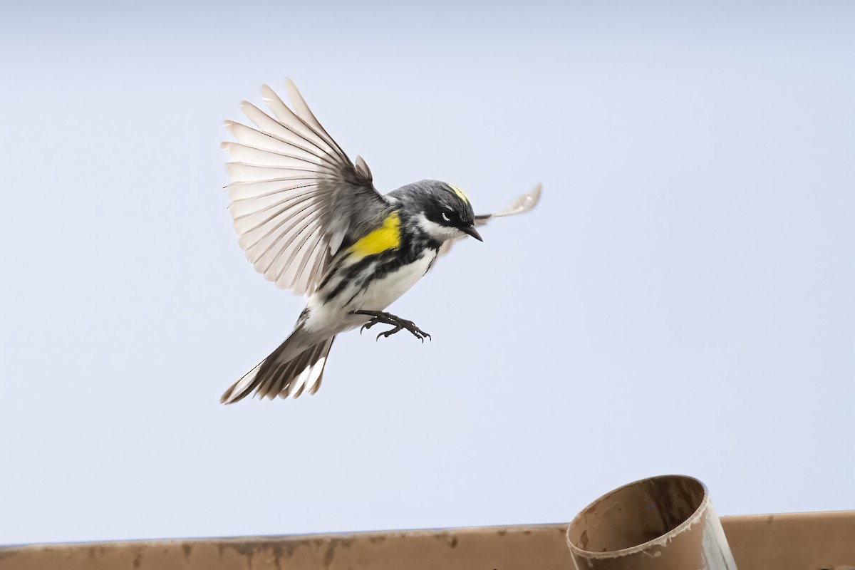 Yellow-rumped Warbler - ML570221661